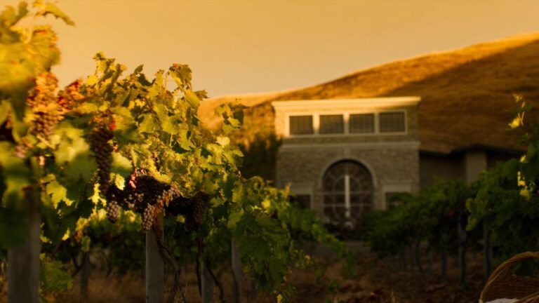 Napa Harvest 2026: The Cab Pre-Release, the Sotheby’s Auction and the Member Trip Your Club Should Be Selling